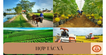 Hợp tác xã có phải chịu thuế thu nhập doanh nghiệp không?